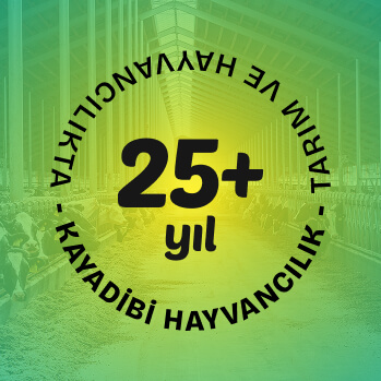 25. Yıl Kayadibi